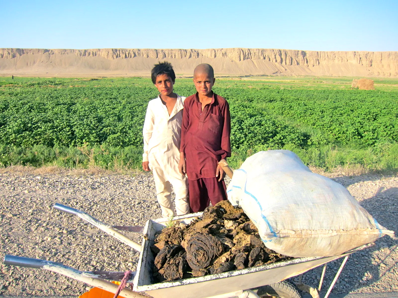 Afghan boys with some cheeky cow dung, in Mazar-e Sharif