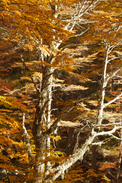 nahuel-huapi - 2